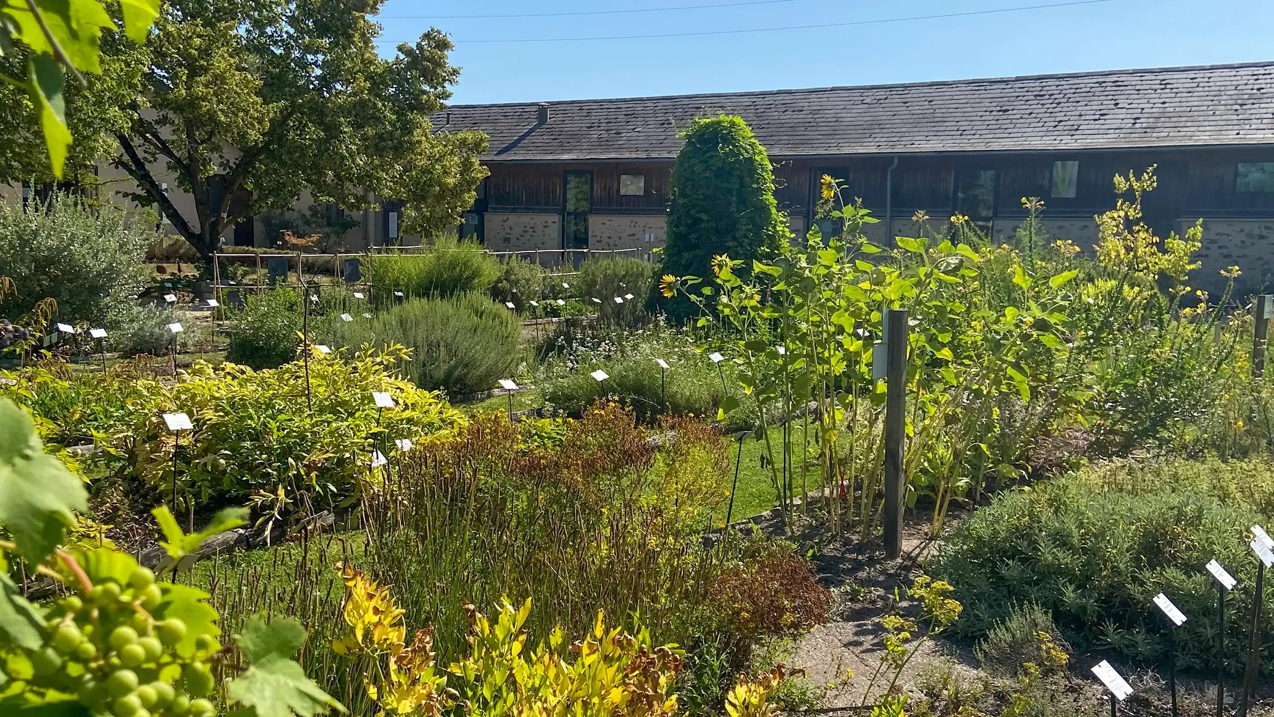 Visitez le Conservatoire National des Plantes à Parfum, Aromatiques et Médicinales en Essonne avec le Pass Patrimoine © Courson Ludivine