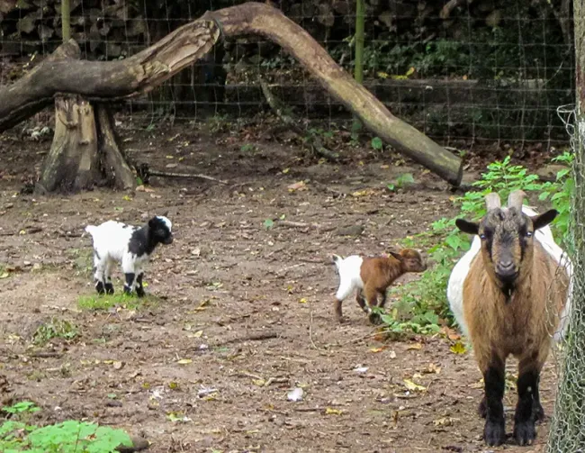 Mini ferme du Château de Villesavin dans le Loir-et-Cher © Véronique de Sparre