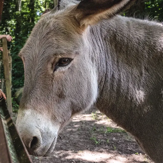 Les ânes du parc © Q. Danel - Ecomusée de la Bresse 