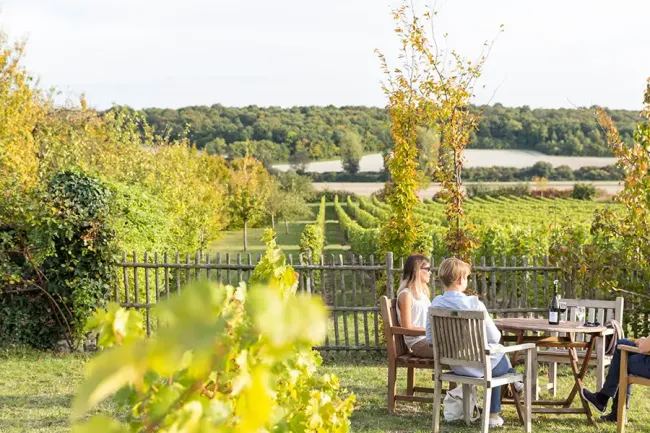 Vignoble du domaine de la Devinière, Musée Rabelais © Stevens Frémont