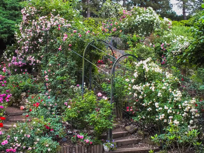 Jardins du Gué Roseraie ©Bernard Merlet