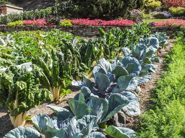 Jardins du Gué Au potager ©Bernard Merlet