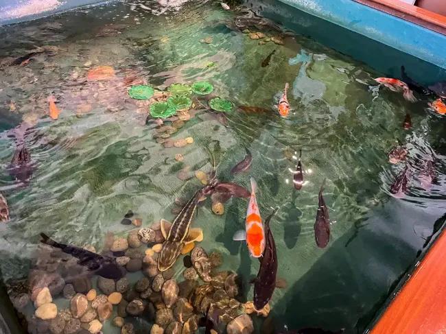 Bassin tactile du Musée-Aquarium de la Seine à la Maison de la Pêche et de la Nature © Sandrine Armirail