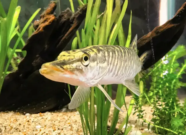 Musée-Aquarium de la Seine à la Maison de la Pêche et de la Nature © Sandrine Armirail