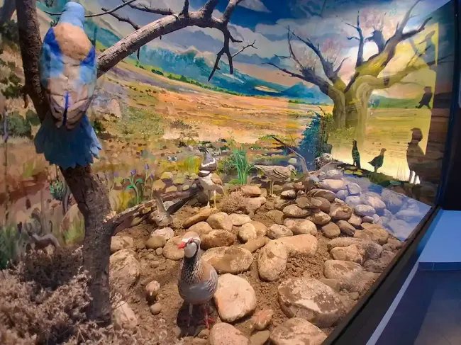 Vitrine oiseau de la Crau sèche © Emilie Vacher