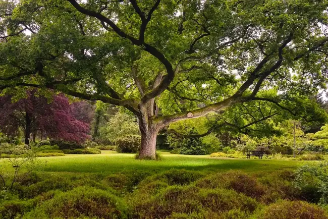 Le vieux chêne de l'arboretum des Grandes Bruyeres © Emmanuel BOITIER