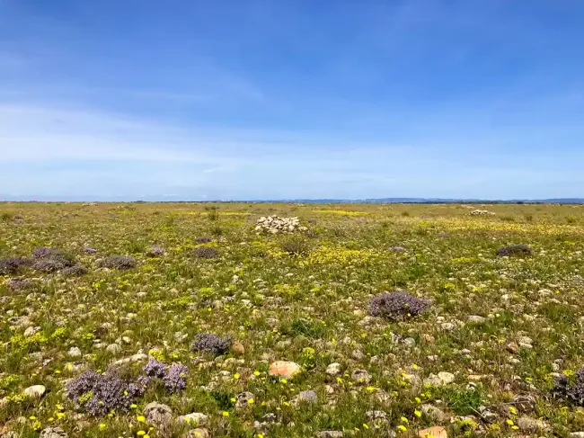 Réserve naturelle des coussouls de Crau © Delphine Lenotre