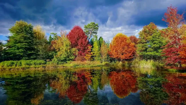 Miroir automnal de l'arboretum des Grandes Bruyeres © Sylvain Gibey