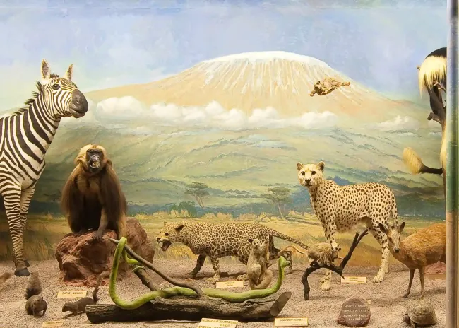 Diorama du Kilimandjaro au musée Napoléon de l’île d’Aix