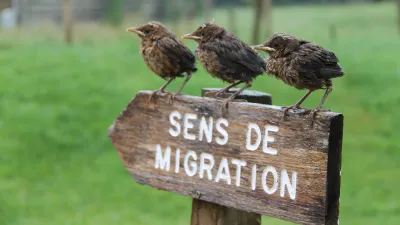 Les Oiseaux du Marais Poitevin à visiter dans les Deux-Sèvres avec le Pass Patrimoine © David Hervouet